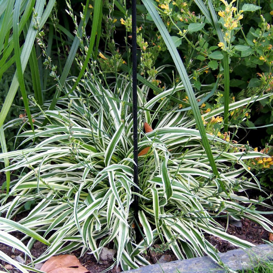 Plantes Vivaces ARTHROPODIUM candidum 'Little Lilia' ® en vente - Pépinière Lepage .