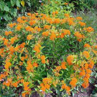 Plantes Vivaces ASCLEPIAS tuberosa - Asclépiade en vente - Pépinière Lepage .