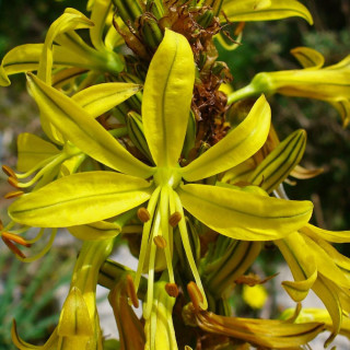 Plantes Vivaces ASPHODELINE lutea - Bâton de Jacob en vente - Pépinière Lepage .