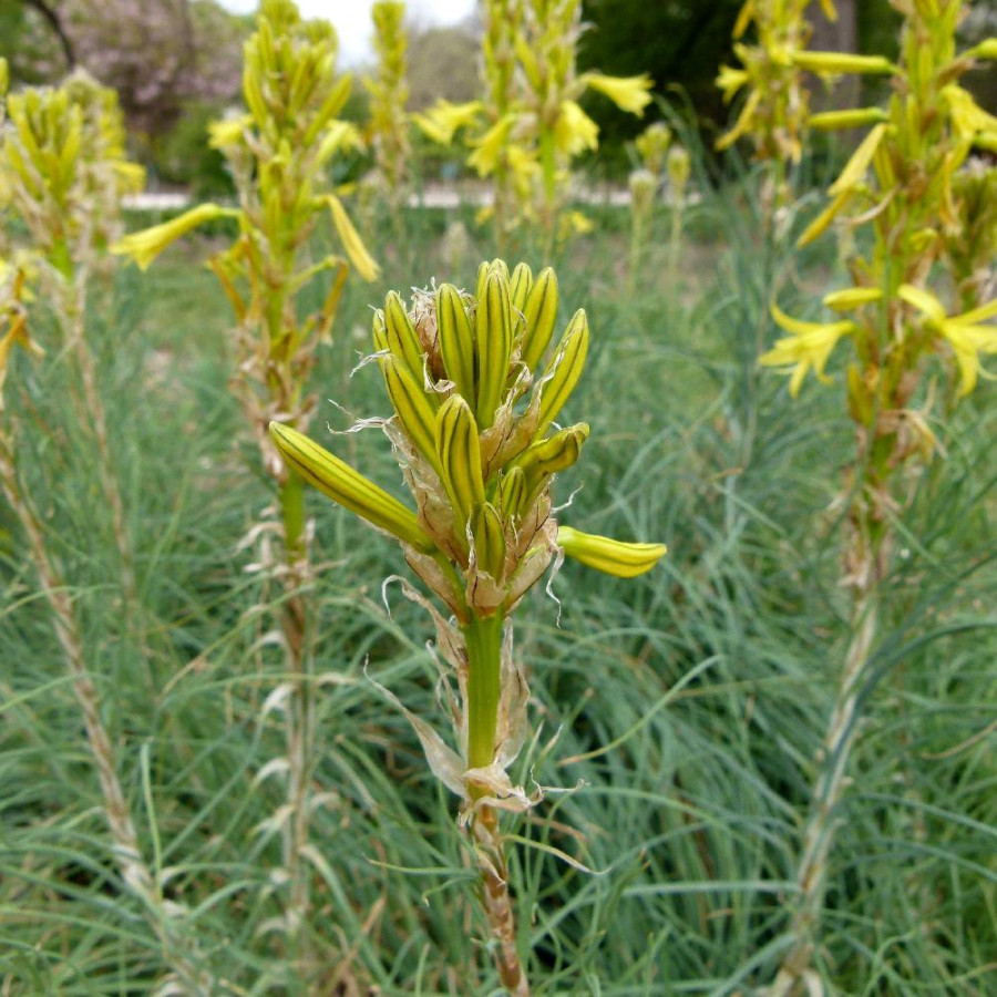 Plantes Vivaces ASPHODELINE lutea - Bâton de Jacob en vente - Pépinière Lepage .