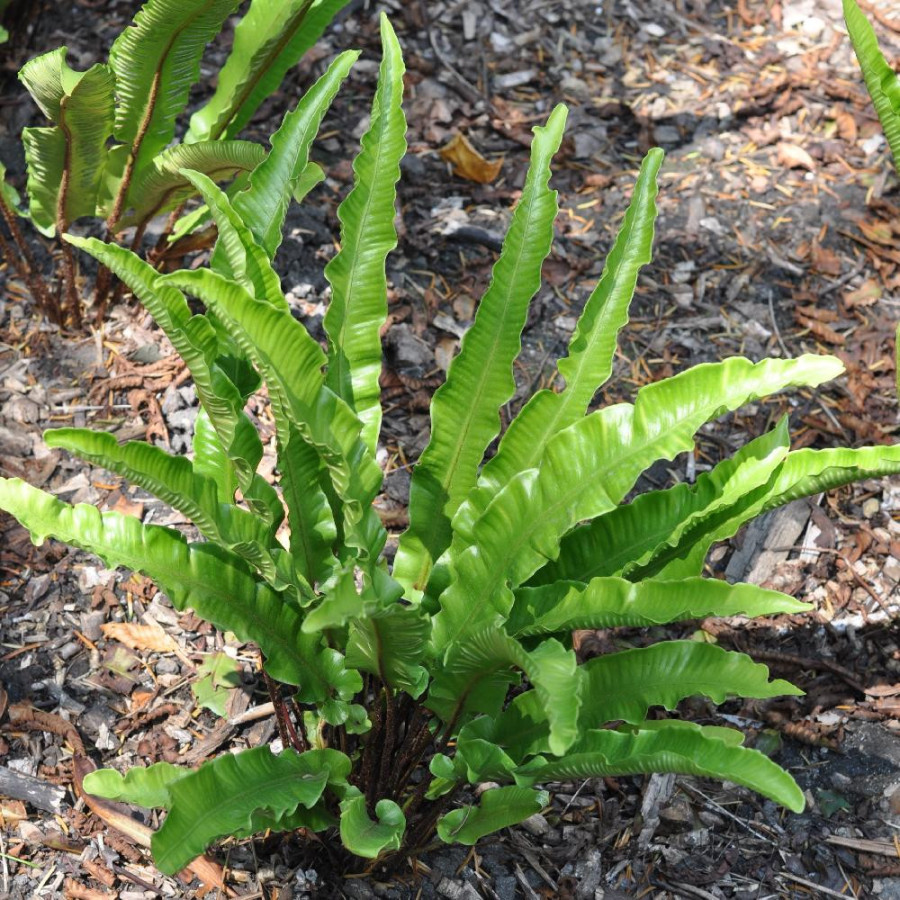 Plantes Vivaces ASPLENIUM scolopendrium (Phyllitis) - Scolopendre en vente - Langue de boeuf en vente - Pépinière Lepage .