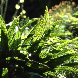Plantes Vivaces ASPLENIUM scolopendrium (Phyllitis) - Scolopendre en vente - Langue de boeuf en vente - Pépinière Lepage .