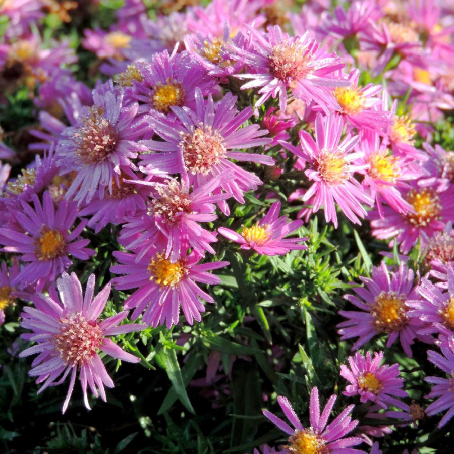 Plantes Vivaces ASTER 'Alice Haslam' (Dumosus Group) - Aster d'automne en vente - Aster nain d'automne en vente - Pépinière Lepa