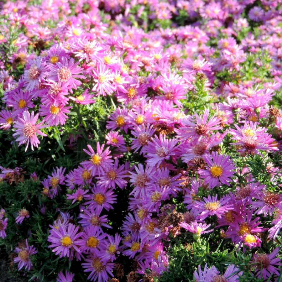 Plantes Vivaces ASTER 'Alice Haslam' (Dumosus Group) - Aster d'automne en vente - Aster nain d'automne en vente - Pépinière Lepa