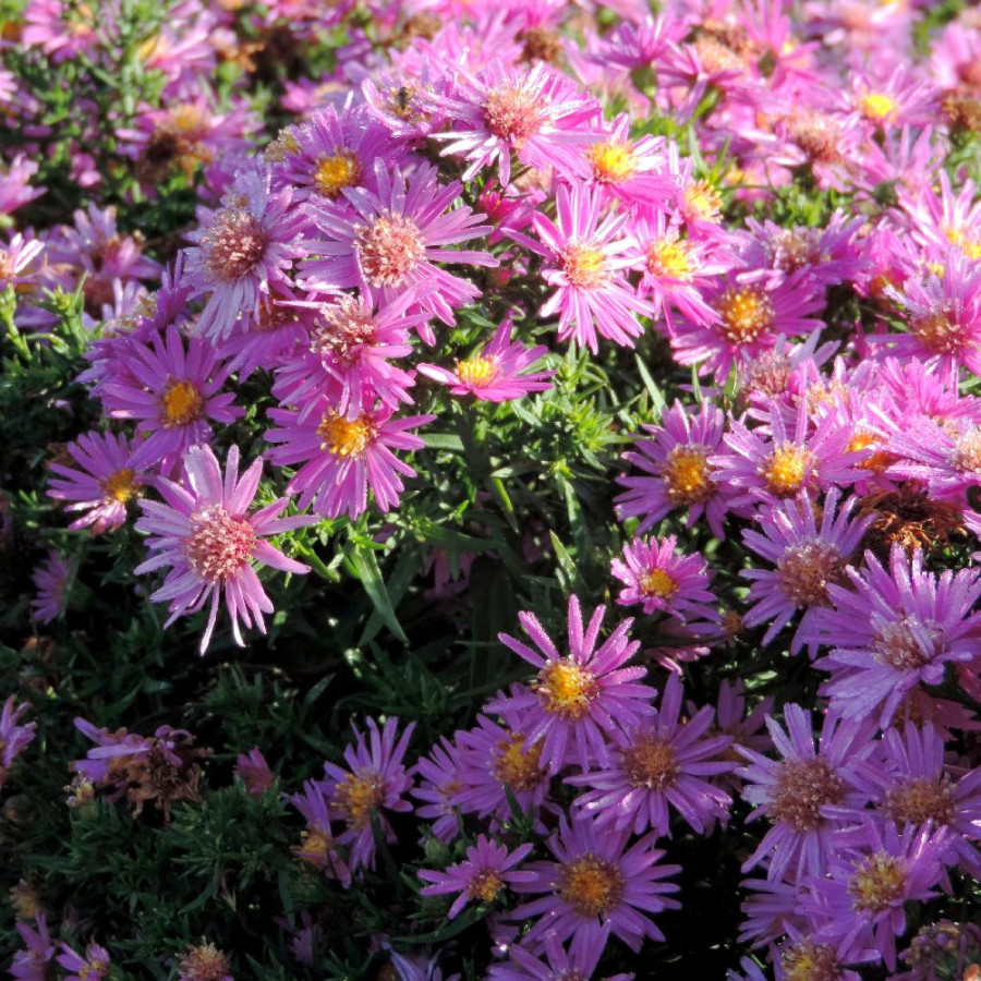 Plantes Vivaces ASTER 'Alice Haslam' (Dumosus Group) - Aster d'automne en vente - Aster nain d'automne en vente - Pépinière Lepa