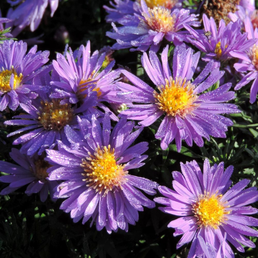 Plantes Vivaces ASTER 'Augenweide' (Dumosus Group) - Aster d'automne en vente - Aster nain d'automne en vente - Pépinière Lepage