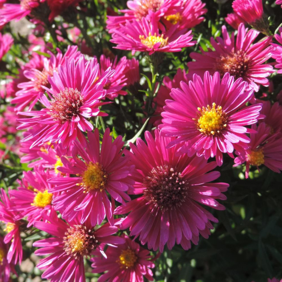 Plantes Vivaces ASTER 'Jenny' (Dumosus Group) - Aster d'automne en vente - Aster nain d'automne en vente - Pépinière Lepage .