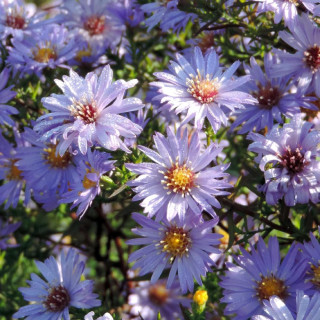 Plantes Vivaces ASTER 'Lady in Blue' (Dumosus Group) - Aster d'automne en vente - Aster nain d'automne en vente - Pépinière Lepa