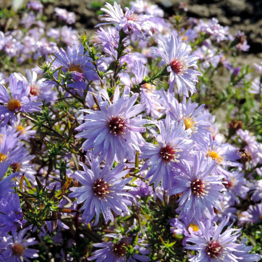 Plantes Vivaces ASTER 'Lady in Blue' (Dumosus Group) - Aster d'automne en vente - Aster nain d'automne en vente - Pépinière Lepa