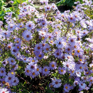 Plantes Vivaces ASTER 'Lady in Blue' (Dumosus Group) - Aster d'automne en vente - Aster nain d'automne en vente - Pépinière Lepa