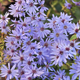 Plantes Vivaces ASTER 'Little Carlow' - Aster d'automne en vente - Pépinière Lepage .