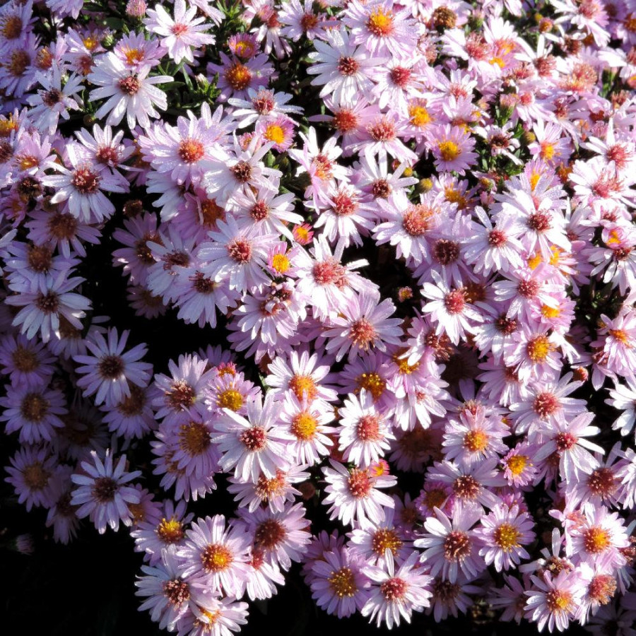 Plantes Vivaces ASTER 'Marjorie' (Dumosus Group) - Aster d'automne en vente - Aster nain d'automne en vente - Pépinière Lepage .