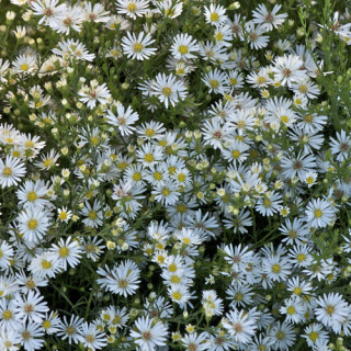 Plantes Vivaces ASTER 'Monte Cassino' - Aster d'automne en vente - Pépinière Lepage .