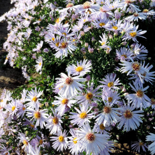 Plantes Vivaces ASTER 'Silberblaukissen' (Dumosus Group) - Aster d'automne en vente - Aster nain d'automne en vente - Pépinière 