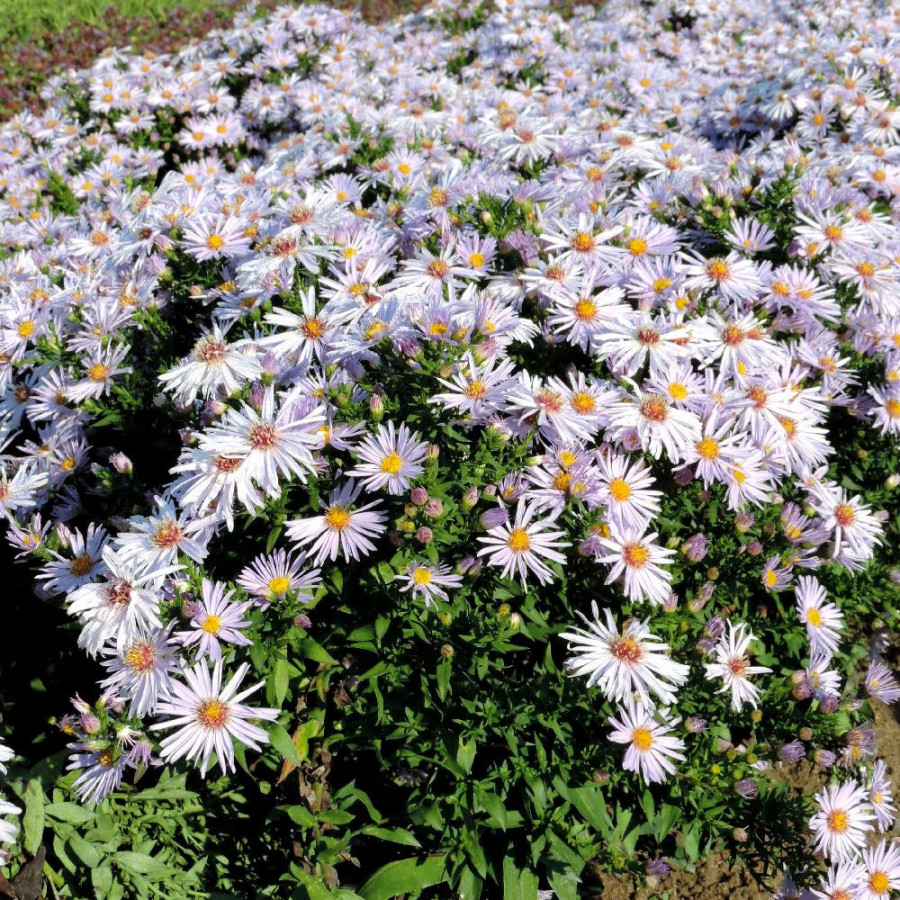 Plantes Vivaces ASTER 'Silberblaukissen' (Dumosus Group) - Aster d'automne en vente - Aster nain d'automne en vente - Pépinière 