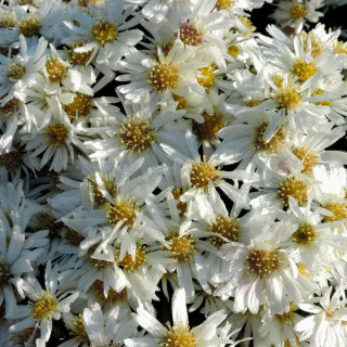 ASTER 'Snowsprite' (Dumosus Group)