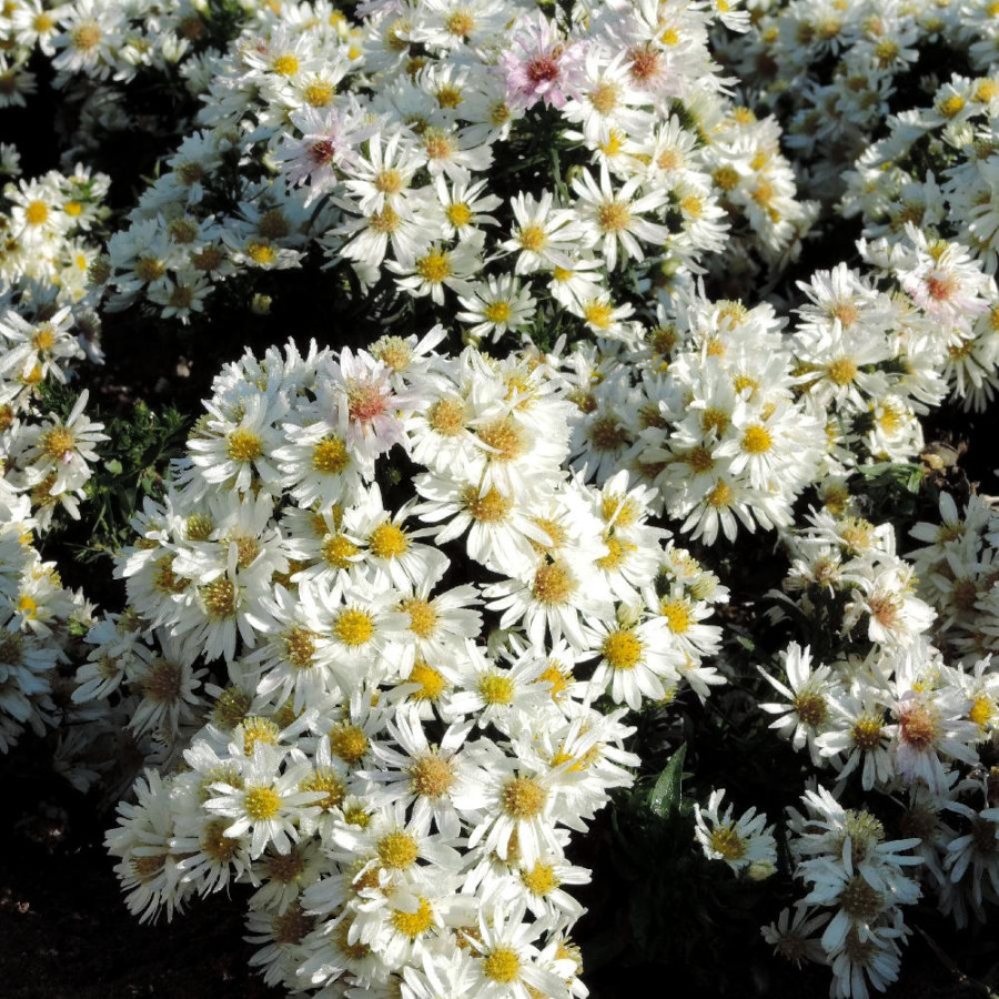 Plantes Vivaces ASTER 'Snowsprite' (Dumosus Group) - Aster d'automne en vente - Aster nain d'automne en vente - Pépinière Lepage