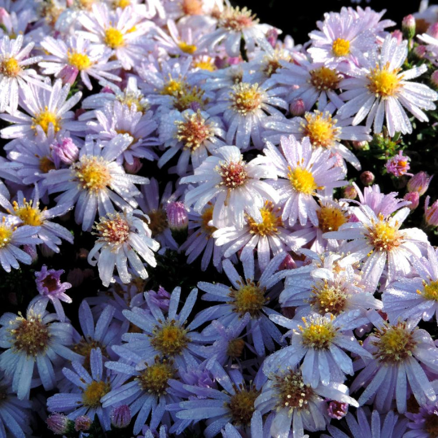 Plantes Vivaces ASTER 'Victor' (Dumosus Group) - Aster d'automne en vente - Aster nain d'automne en vente - Pépinière Lepage .