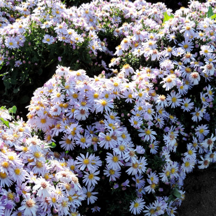 Plantes Vivaces ASTER 'Victor' (Dumosus Group) - Aster d'automne en vente - Aster nain d'automne en vente - Pépinière Lepage .