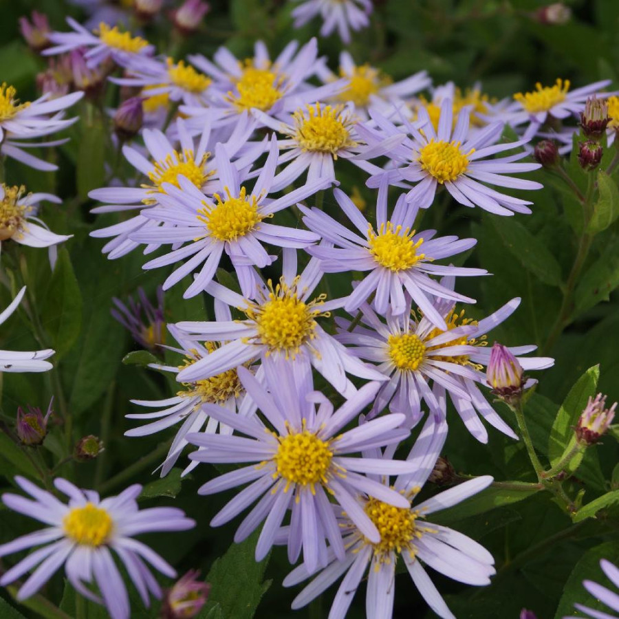 Plantes Vivaces ASTER ageratoides 'Asran' - Aster d'automne en vente - Pépinière Lepage .