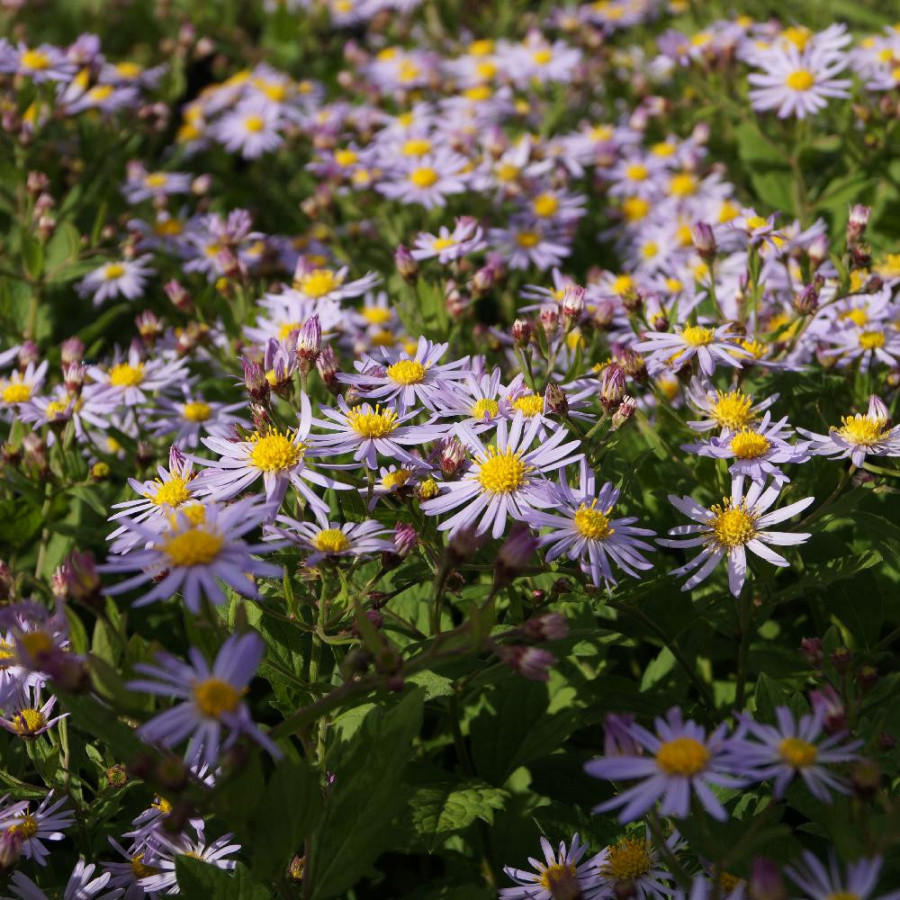 Plantes Vivaces ASTER ageratoides 'Asran' - Aster d'automne en vente - Pépinière Lepage .