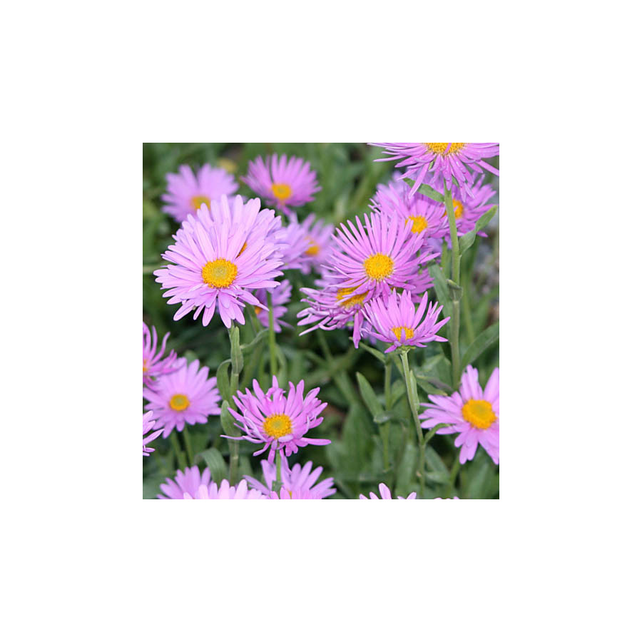 Plantes Vivaces ASTER alpinus 'Happy End' - Aster de printemps en vente - Aster des Alpes en vente - Pépinière Lepage .
