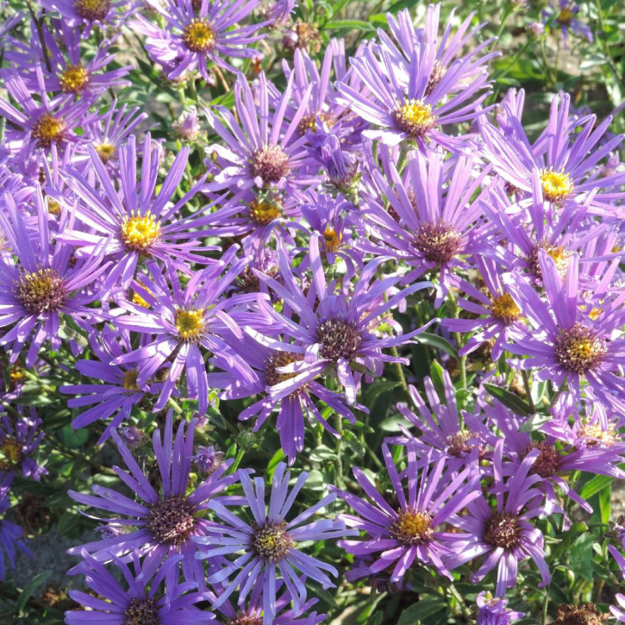 Plantes Vivaces ASTER amellus 'Veilchenkönigin' ('Violet Queen') - Aster d'été en vente - Aster oeil du christ en vente - Pépini