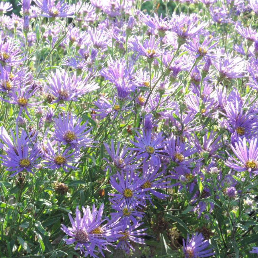 Plantes Vivaces ASTER amellus 'Veilchenkönigin' ('Violet Queen') - Aster d'été en vente - Aster oeil du christ en vente - Pépini