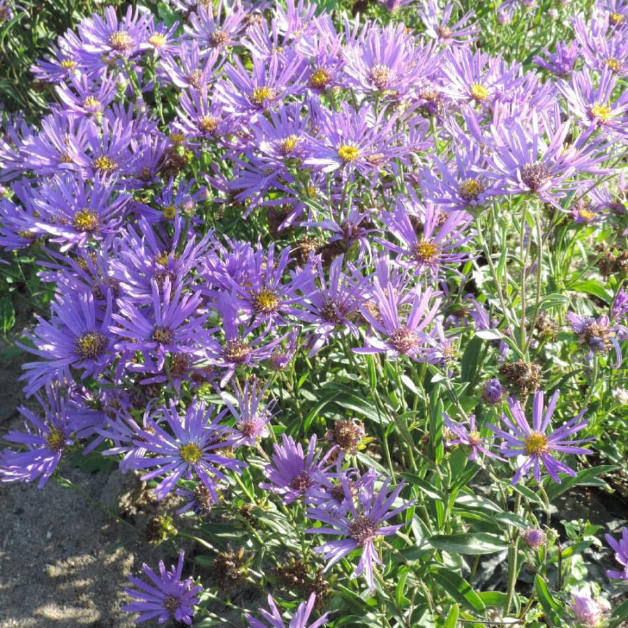 Plantes Vivaces ASTER amellus 'Veilchenkönigin' ('Violet Queen') - Aster d'été en vente - Aster oeil du christ en vente - Pépini