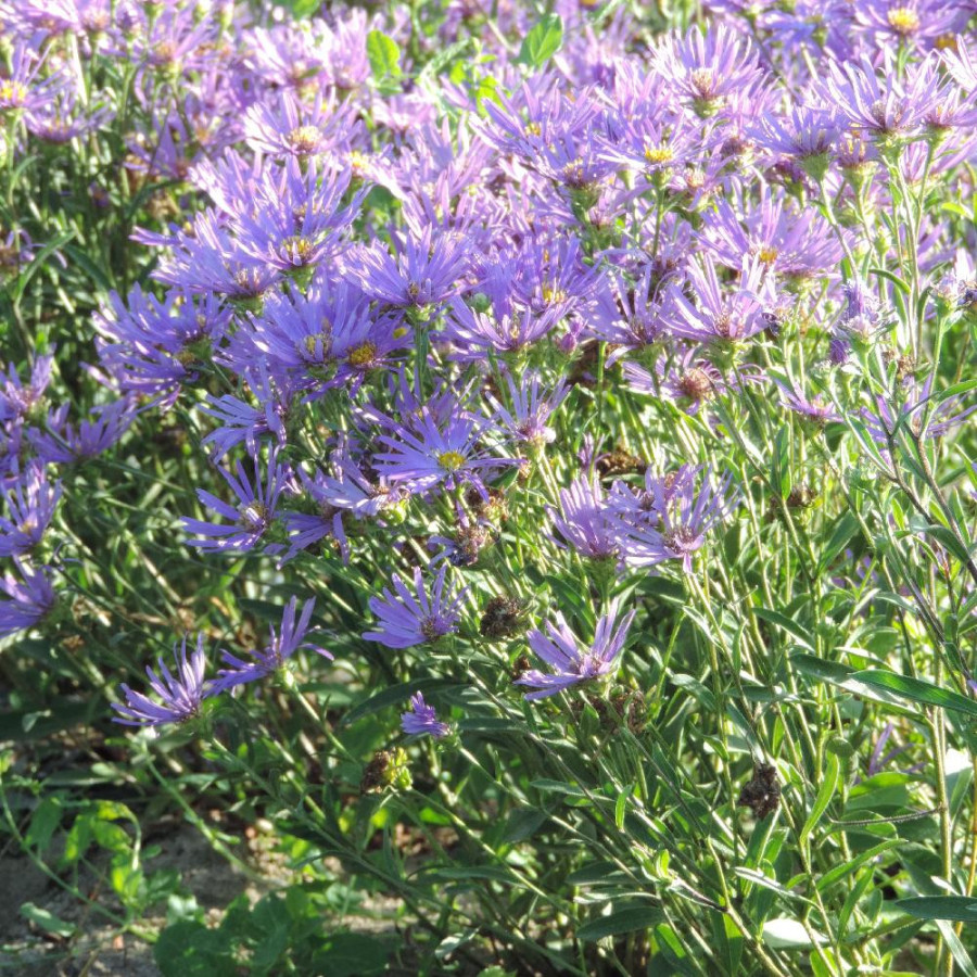 Plantes Vivaces ASTER amellus 'Veilchenkönigin' ('Violet Queen') - Aster d'été en vente - Aster oeil du christ en vente - Pépini