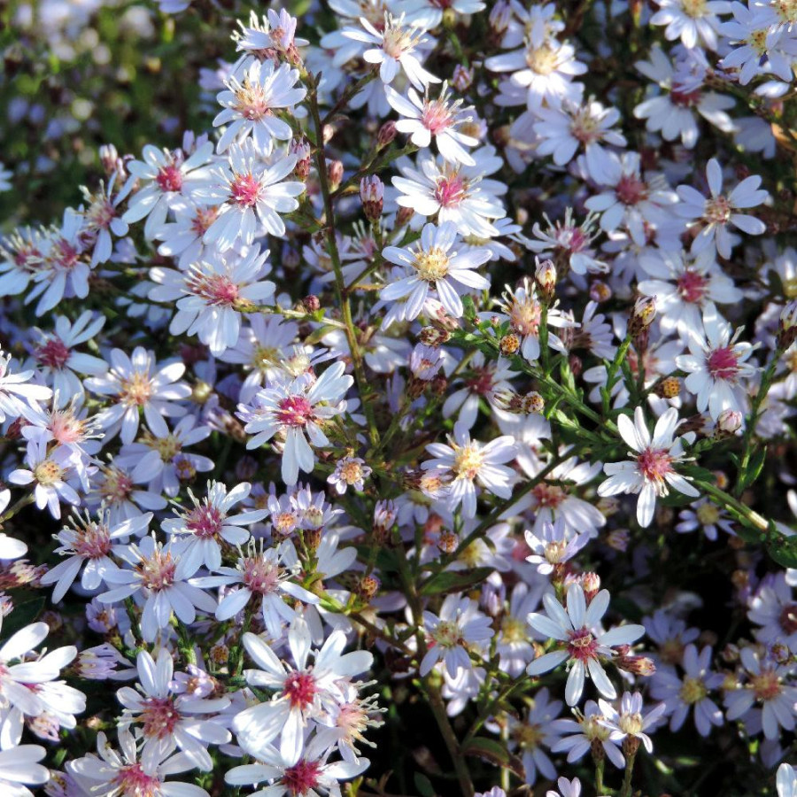 Plantes Vivaces ASTER cordifolius 'Ideal' - Aster d'automne en vente - Pépinière Lepage .