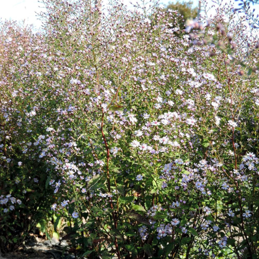 Plantes Vivaces ASTER cordifolius 'Ideal' - Aster d'automne en vente - Pépinière Lepage .