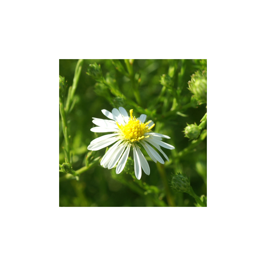 Plantes Vivaces ASTER datschii - Aster d'automne en vente - Pépinière Lepage .