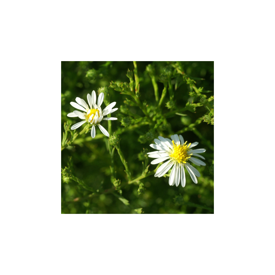Plantes Vivaces ASTER datschii - Aster d'automne en vente - Pépinière Lepage .