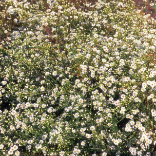 Plantes Vivaces ASTER datschii - Aster d'automne en vente - Pépinière Lepage .