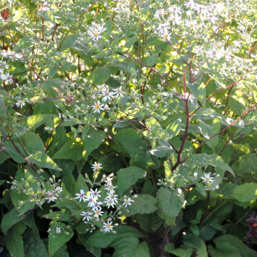 Plantes Vivaces ASTER divaricatus - Aster d'automne en vente - Pépinière Lepage .