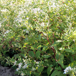 Plantes Vivaces ASTER divaricatus - Aster d'automne en vente - Pépinière Lepage .