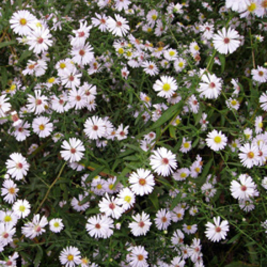 Plantes Vivaces ASTER ericoides - Aster d'automne en vente - Pépinière Lepage .