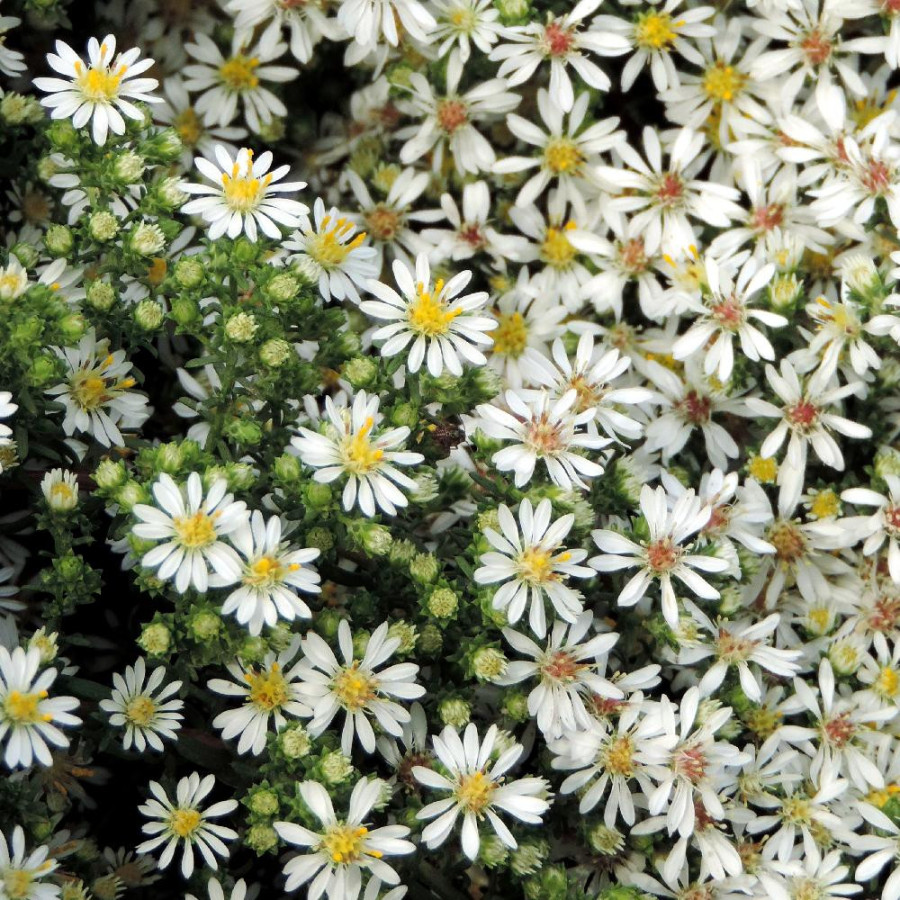 Plantes Vivaces ASTER ericoides 'Snowflurry' - Aster d'automne en vente - Pépinière Lepage .
