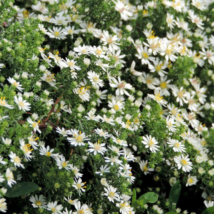 Plantes Vivaces ASTER ericoides 'Snowflurry' - Aster d'automne en vente - Pépinière Lepage .