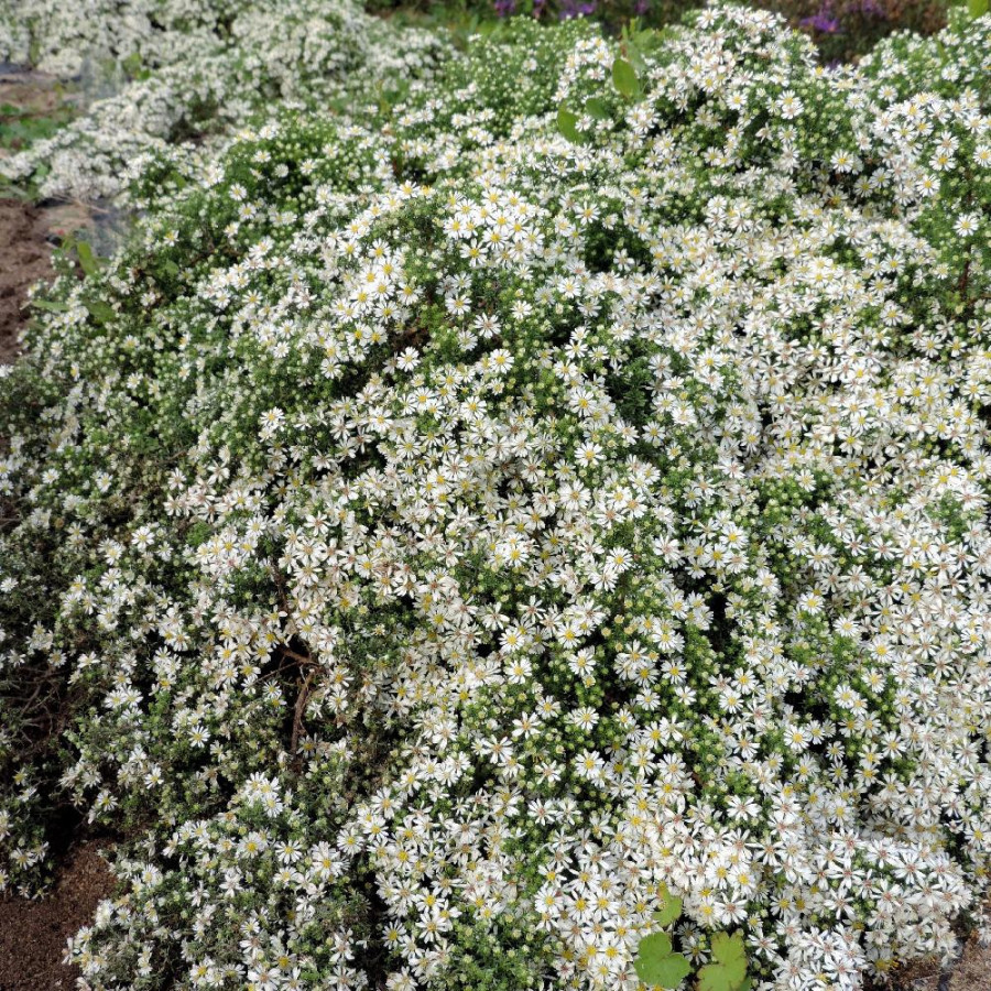 Plantes Vivaces ASTER ericoides 'Snowflurry' - Aster d'automne en vente - Pépinière Lepage .