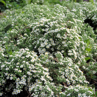 Plantes Vivaces ASTER ericoides 'Snowflurry' - Aster d'automne en vente - Pépinière Lepage .