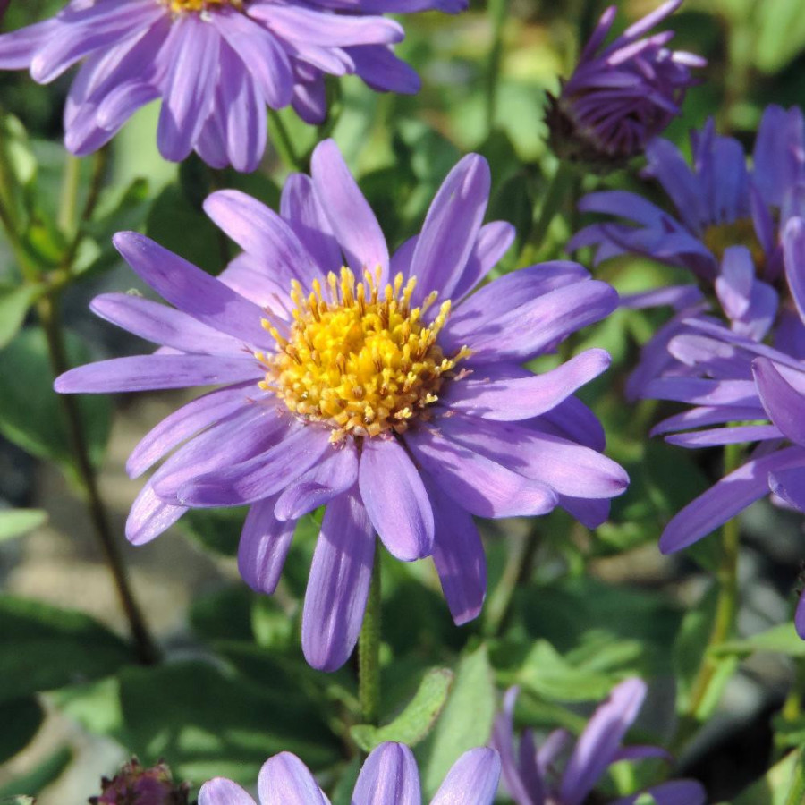 Plantes Vivaces ASTER frikartii 'Jungfrau' - Aster d'été en vente - Aster de Frikart en vente - Pépinière Lepage .