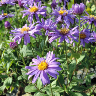 Plantes Vivaces ASTER frikartii 'Jungfrau' - Aster d'été en vente - Aster de Frikart en vente - Pépinière Lepage .