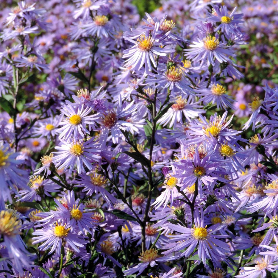 Plantes Vivaces ASTER laevis 'Calliope' - Aster d'automne  en vente - Pépinière Lepage .
