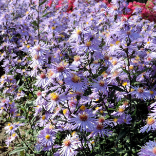 Plantes Vivaces ASTER laevis 'Calliope' - Aster d'automne  en vente - Pépinière Lepage .