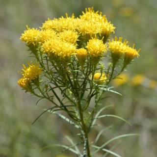 Plantes Vivaces ASTER linosyris - Aster d'été en vente - Pépinière Lepage .