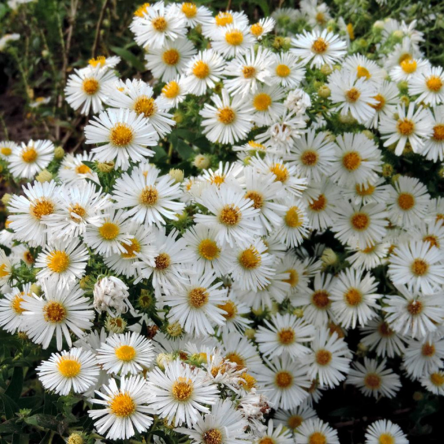 Plantes Vivaces ASTER na 'Herbstschnee' - Aster d'automne en vente - Aster de Nouvelle Angleterre en vente - Pépinière Lepage .
