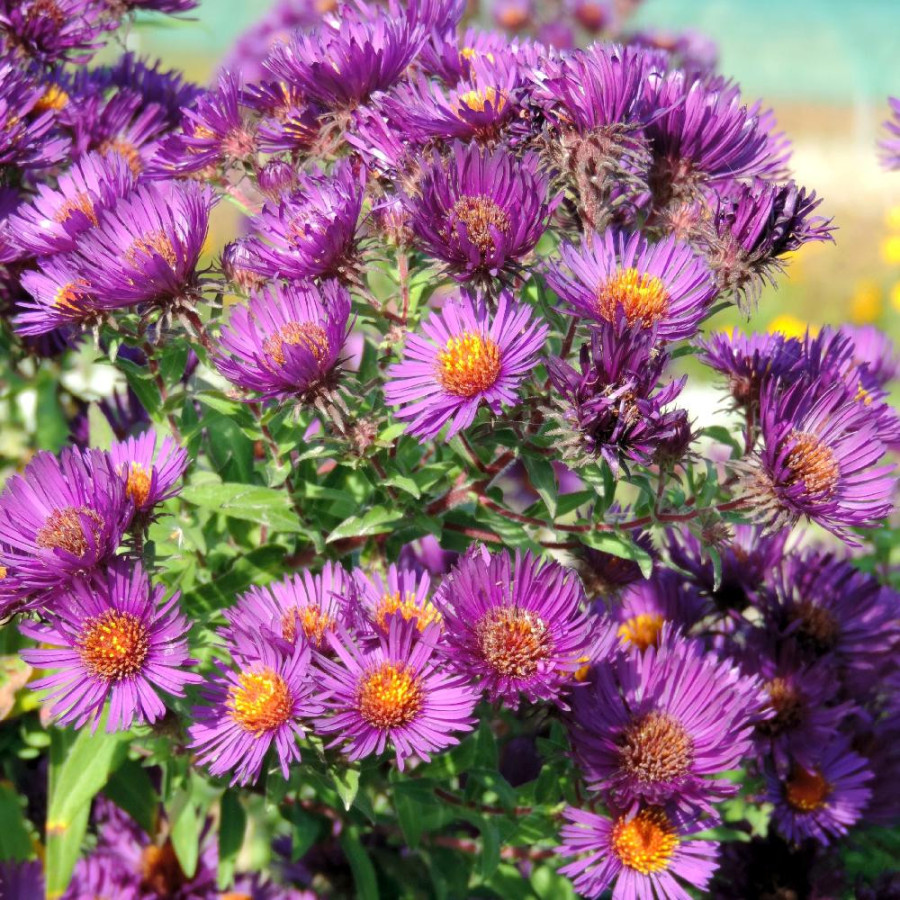 Plantes Vivaces ASTER na 'Marina Wolkonsky' - Aster d'automne en vente - Aster de Nouvelle Angleterre en vente - Pépinière Lepag