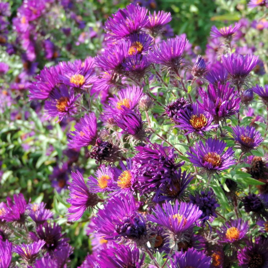 Plantes Vivaces ASTER na 'Marina Wolkonsky' - Aster d'automne en vente - Aster de Nouvelle Angleterre en vente - Pépinière Lepag